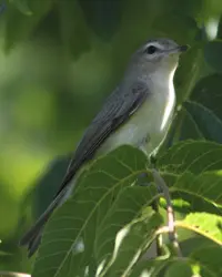 The Warbling Vireo is a gray, white-bellied bird sitting upright on a sunny, leafy branch